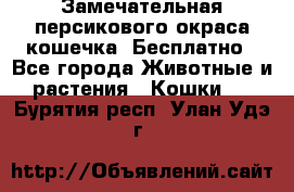 Замечательная персикового окраса кошечка. Бесплатно - Все города Животные и растения » Кошки   . Бурятия респ.,Улан-Удэ г.